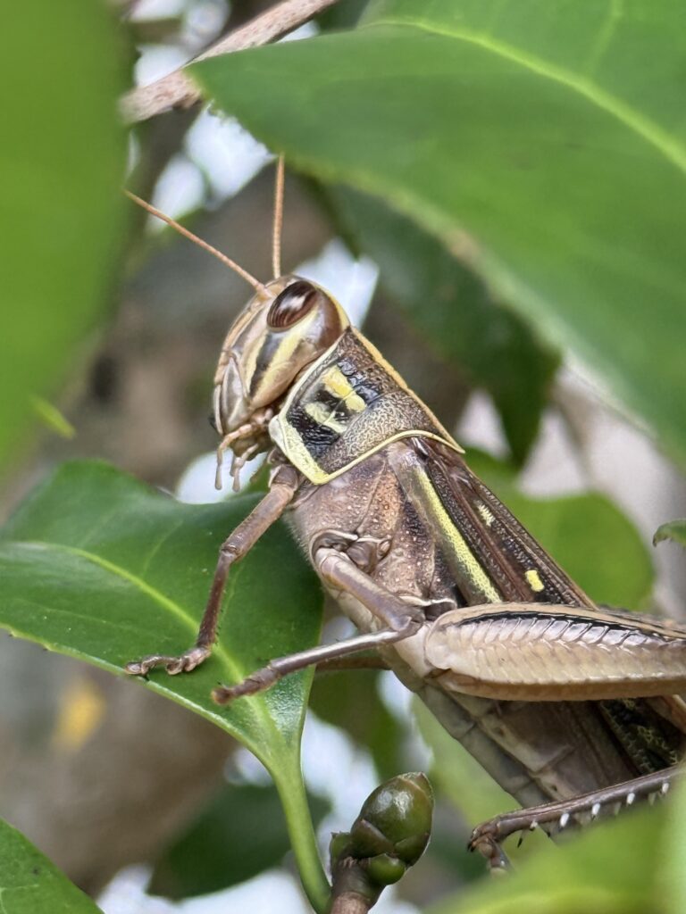 威風堂々バッタ様