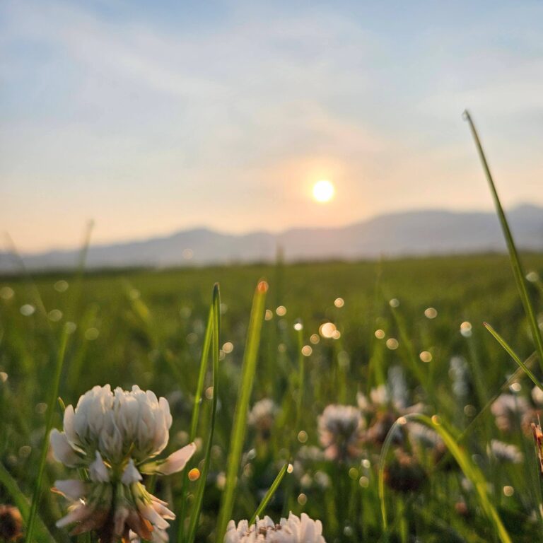 初夏、朝露の散歩道