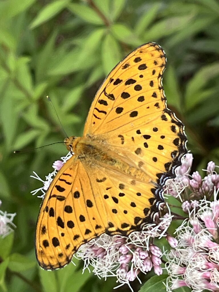 毎年やってくる帳