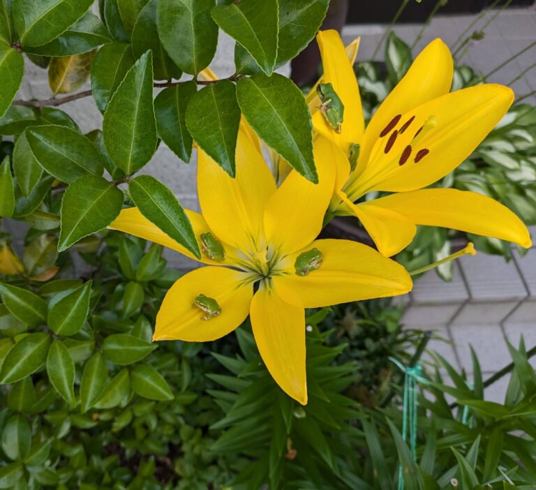 カエルちゃんの住居。