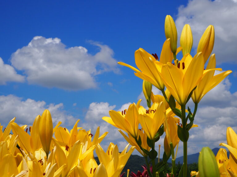 夏空に向い深呼吸