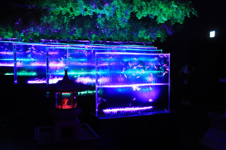 アートと金魚の醸す涼