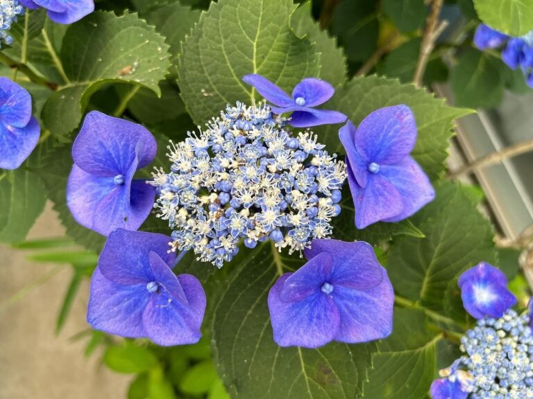 我が家の紫陽花