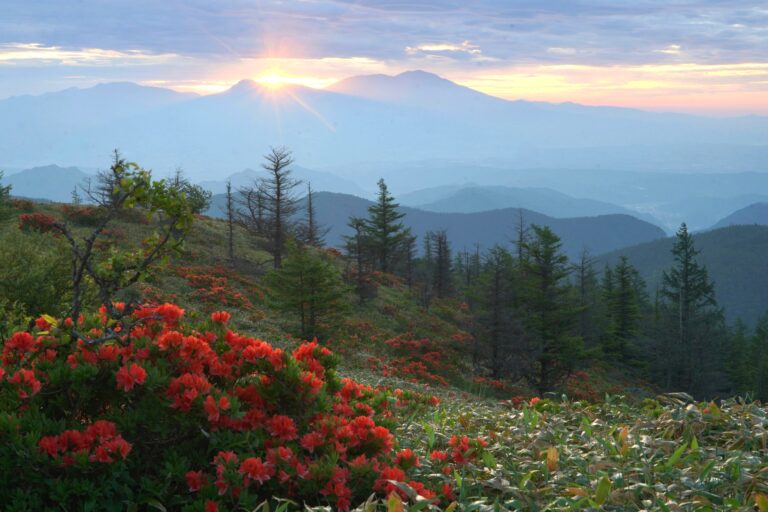 レンゲツツジと日の出