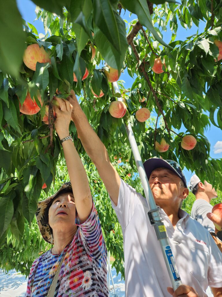 モモの香りを求めて！！
